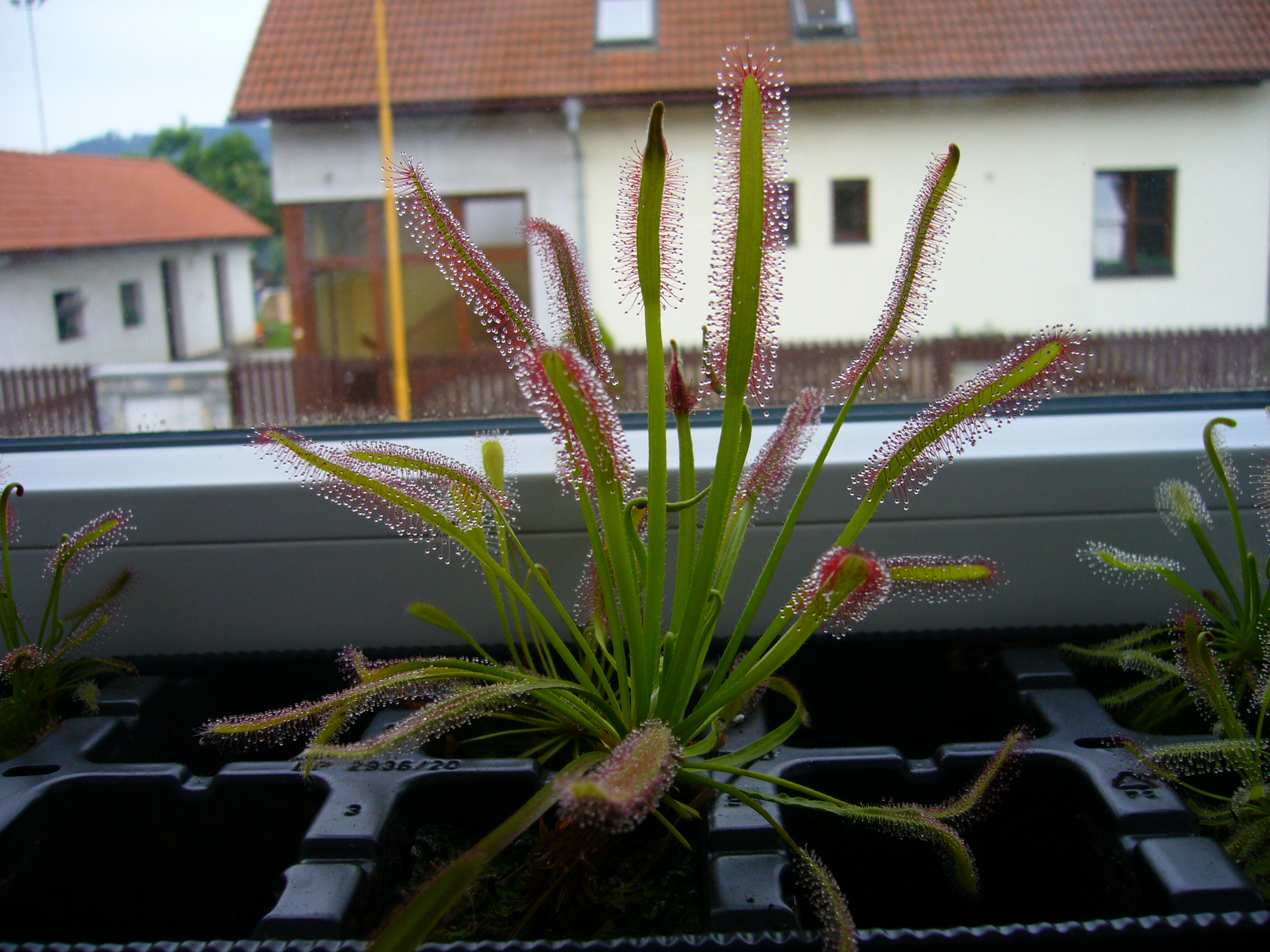 Drosera capensis Red flowers.jpg