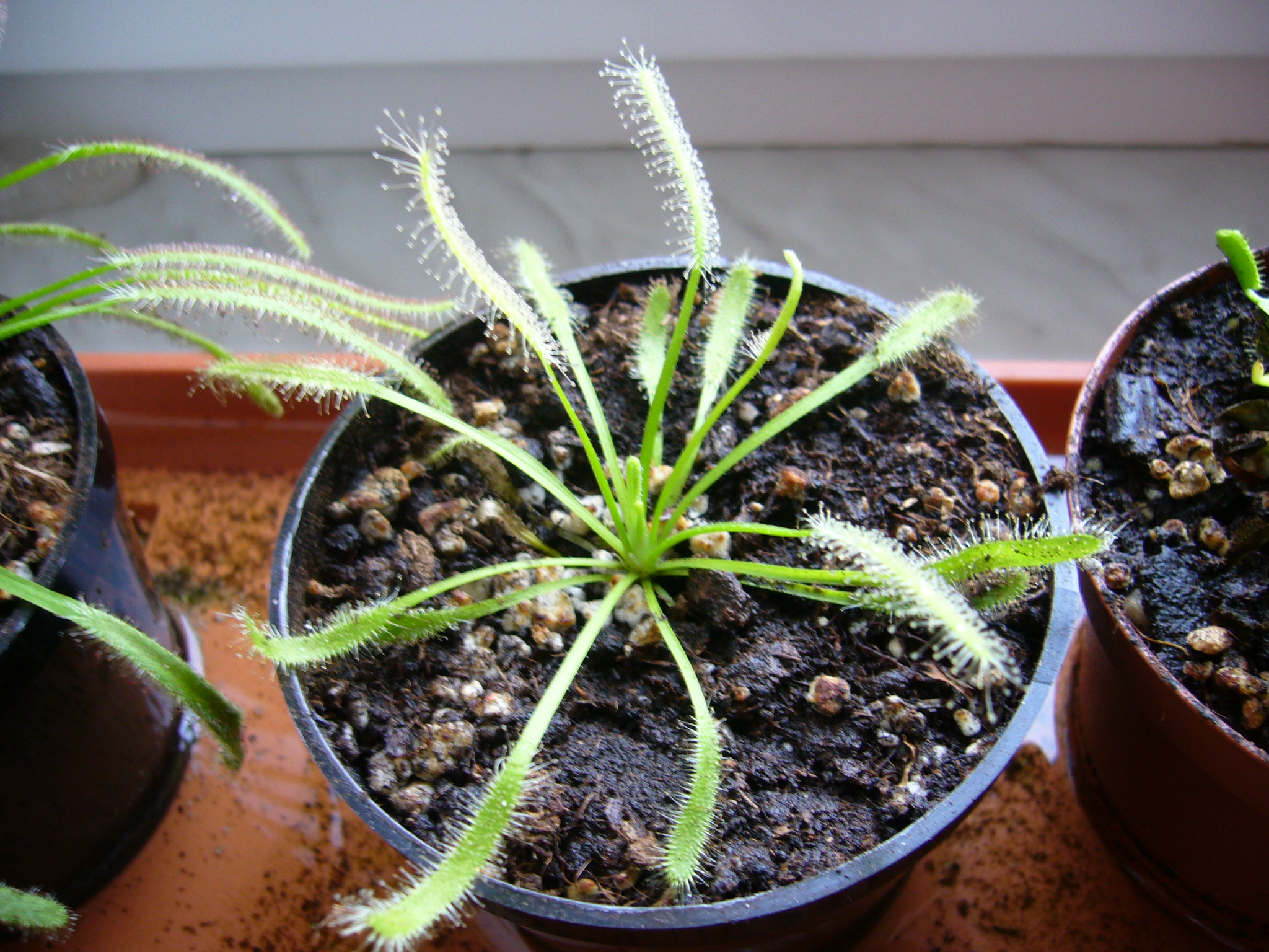 Drosera capensis White flowers.jpg