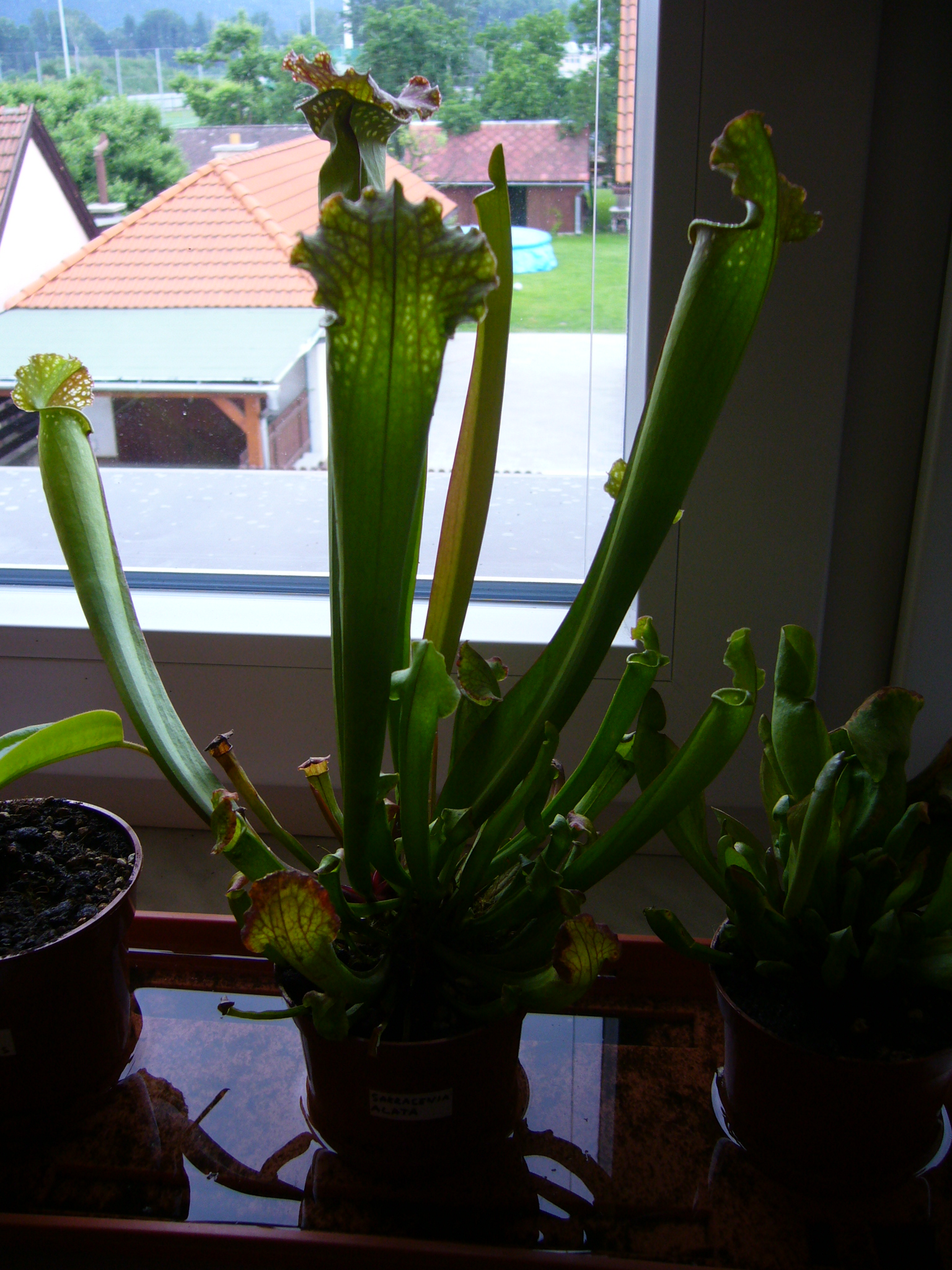Sarracenia alata.jpg
