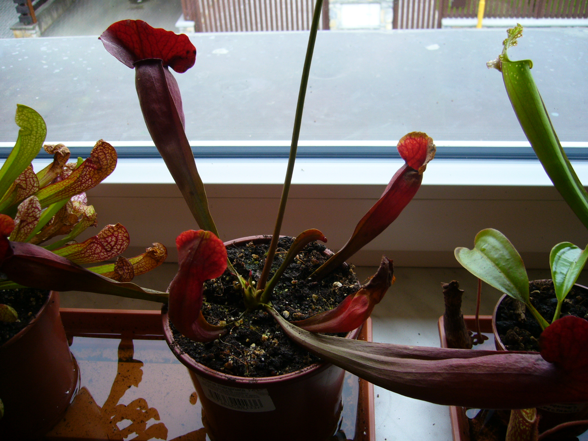 Sarracenia purpurea x venosa.jpg