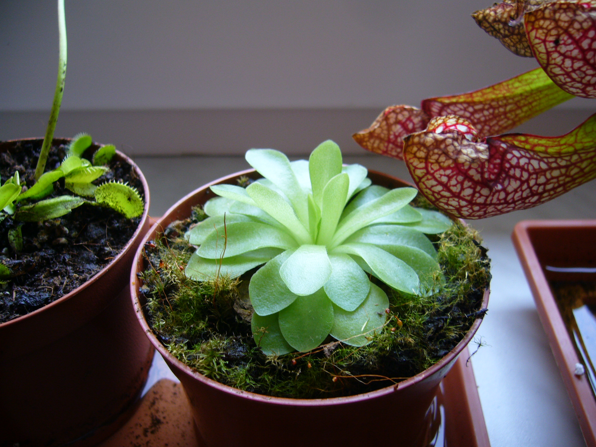 Pinguicula weser.jpg